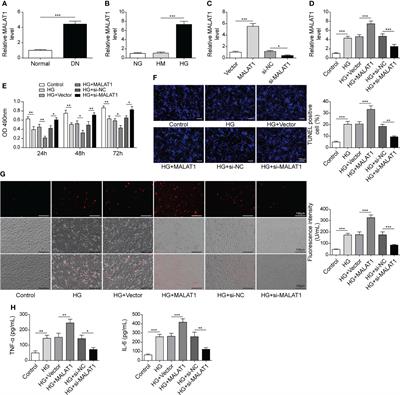 LncRNA MALAT1 Aggravates Renal Tubular Injury via Activating LIN28A and the Nox4/AMPK/mTOR Signaling Axis in Diabetic Nephropathy